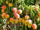 Mango en Michoacán ocupa más apoyo, señalan productores