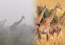 #VIDEO || Jirafas permanecen firmes ante intensa tormenta en la Reserva Nacional Maasai Mara, en Kenia