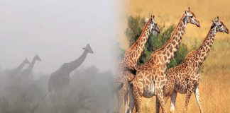 #VIDEO || Jirafas permanecen firmes ante intensa tormenta en la Reserva Nacional Maasai Mara, en Kenia