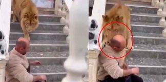 #VIDEO// Terror en casa: león ataca a su cuidador y alarma sobre mascotas salvajes