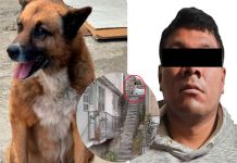 #VIDEO || Vinculan a proceso a hombre por arrojar al perrito “Lobito” desde unas escaleras en Naucalpan
