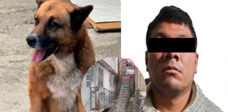 #VIDEO || Vinculan a proceso a hombre por arrojar al perrito “Lobito” desde unas escaleras en Naucalpan
