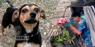 #VIDEO // Casi pierde la vida perro “Lolo” rescatado tras intento de estrangulamiento por un niño