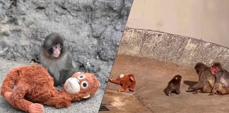 #VIDEO// Punch, el macaco japonés que encontró consuelo en un peluche tras el rechazo materno