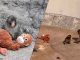 #VIDEO// Punch, el macaco japonés que encontró consuelo en un peluche tras el rechazo materno