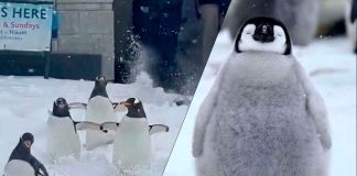 #VIDEO//Tormenta invernal histórica en Estados Unidos permite que pingüinos de zoológico exploren la nieve
