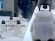 #VIDEO//Tormenta invernal histórica en Estados Unidos permite que pingüinos de zoológico exploren la nieve