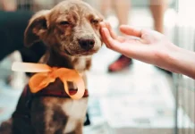 El Impa invita a la 2ª Jornada de Adopción, este fin de semana