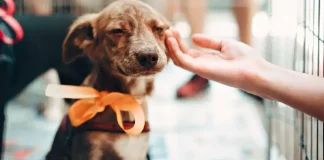 El Impa invita a la 2ª Jornada de Adopción, este fin de semana