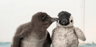 Henry, el pingüino bebé que tiene un peluche gracias a Punch