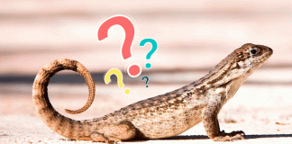 Lagartijas en casa: guardianes de energía y símbolos de renovación