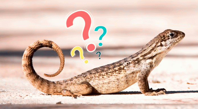 Lagartijas en casa: guardianes de energía y símbolos de renovación