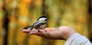 Cuando los pájaros cantan en tu hogar: lo que realmente indica