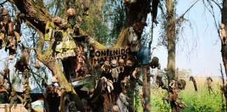 No todas son reales: así puedes identificar la auténtica Isla de las Muñecas en Xochimilco