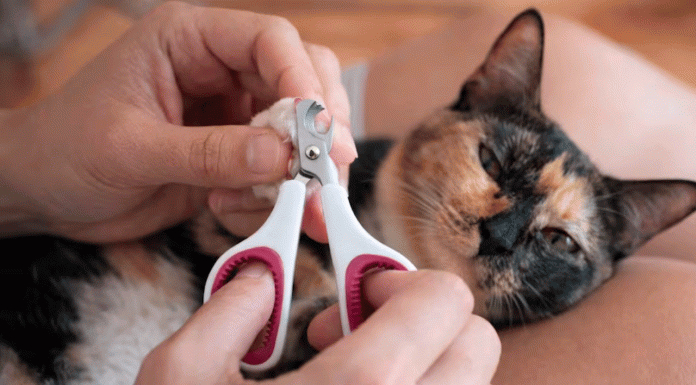 Cómo cortar las uñas de tu gato sin lastimarlo: consejos prácticos