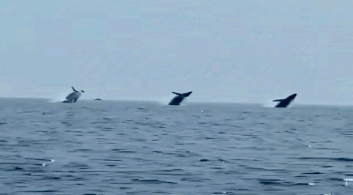 Tres ballenas “saltando” al mismo tiempo