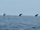 Tres ballenas “saltando” al mismo tiempo