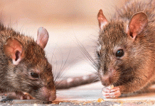 Alerta en CDMX: aumento de ratas y riesgos para la salud