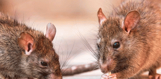 Alerta en CDMX: aumento de ratas y riesgos para la salud