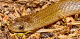 Descubren en México una serpiente subterránea nunca antes registrada
