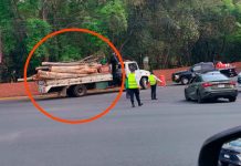 Denuncian presunta tala clandestina frente al Zoológico de Morelia