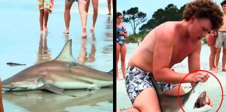 #VIDEO// Joven devuelve tiburón al mar tras hallarlo varado en la orilla