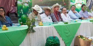 Plan Michoacán: Productores de limón recibirán 150 mil plantas certificadas este año: Sader