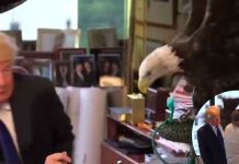 #VIDEO Donald Trump y el águila calva: así fue la curiosa sesión de fotos para una revista