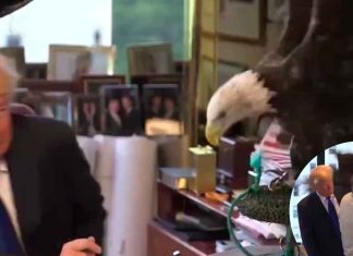 #VIDEO Donald Trump y el águila calva: así fue la curiosa sesión de fotos para una revista