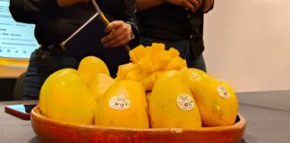 Tierra Caliente apuesta por llevar su mango al mundo
