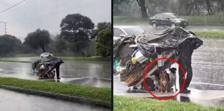 ¡LECCIÓN DE HUMANIDAD! Hombre sin hogar detiene su camino para salvar a perritos de la tormenta