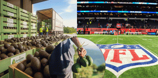 El “oro verde” de Michoacán conquista el mercado estadounidense previo al Super Bowl 2026