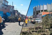 Se registra caída de árbol en la colonia Nueva Valladolid, Morelia