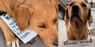 #VIRAL/ “Canelo”, el perrito que conquista la frontera vendiendo burritos