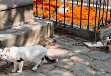 Se brinda cuidado y protección a gatos del Panteón de Morelia: Minerva Bautista