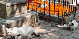 Se brinda cuidado y protección a gatos del Panteón de Morelia: Minerva Bautista