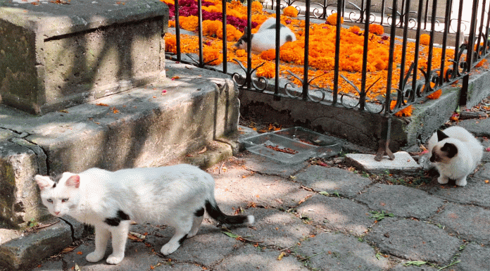 Se brinda cuidado y protección a gatos del Panteón de Morelia: Minerva Bautista