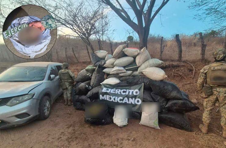 Aseguran más de una tonelada de presunta marihuana en operativo federal en Turicato