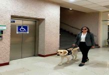 Al Poder Judicial puedes ingresar con animales de servicio, asistencia y/o terapia