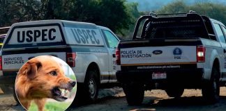 Jauría de perros habría matado a mujer hallada en un camino de terracería, al norte de Morelia