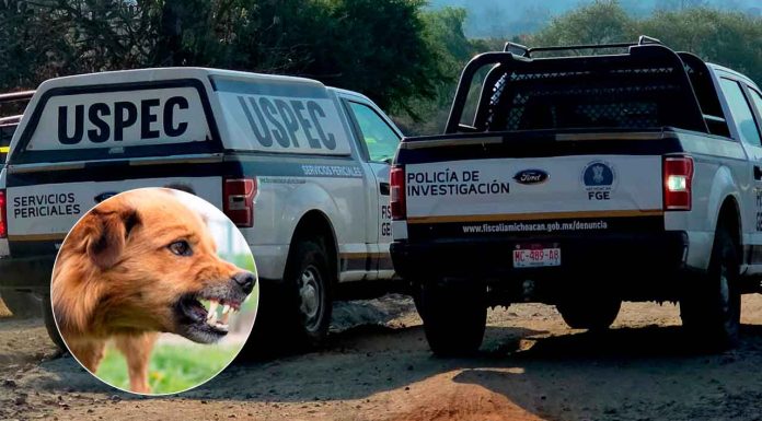 Jauría de perros habría matado a mujer hallada en un camino de terracería, al norte de Morelia