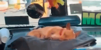 #VIDEO/ ¡El más tierno! Perrito acompaña a su dueño como copiloto en su micro
