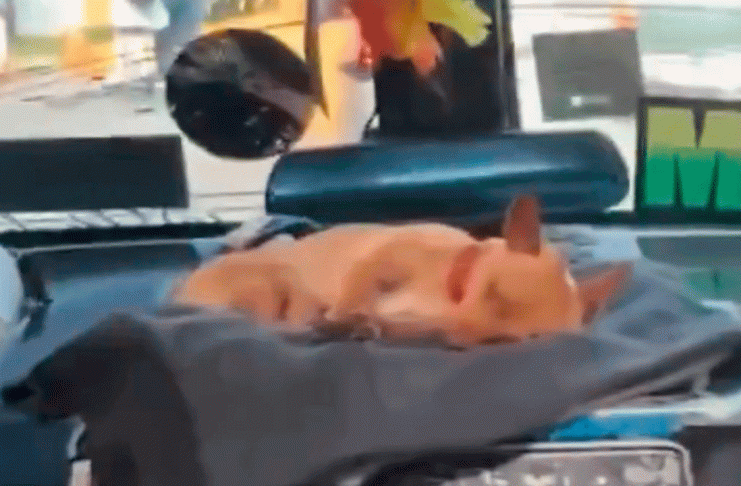 #VIDEO/ ¡El más tierno! Perrito acompaña a su dueño como copiloto en su micro