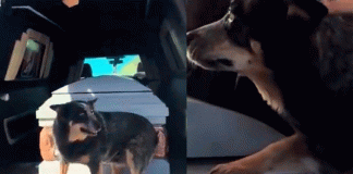 #VIDEO/ Perrito conmueve al negarse a soltar el ataúd de su mejor amigo