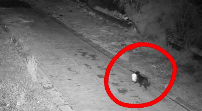 #VIDEO/ Hombre entrena a su perro para tirar basura y evitar multa en Italia