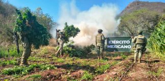 Destruyen más de 13 mil plantas de marihuana en la sierra de Turicato