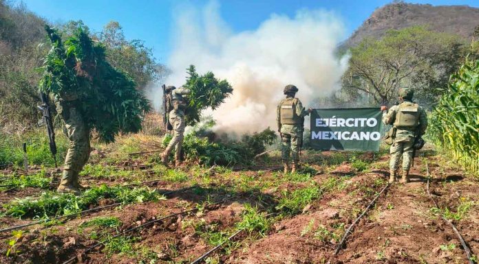 Destruyen más de 13 mil plantas de marihuana en la sierra de Turicato