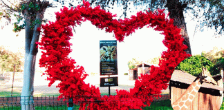 ¡Cupido está en el aire! Zoológico de Morelia tendrá bodas reales y de chocolate este 14 de febrero