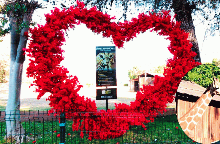 ¡Cupido está en el aire! Zoológico de Morelia tendrá bodas reales y de chocolate este 14 de febrero