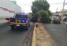 Rachas de viento provocan caída de cuatro árboles en Morelia